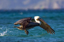 Mexico-Baja-Baja Sea Kayaking Expeditions